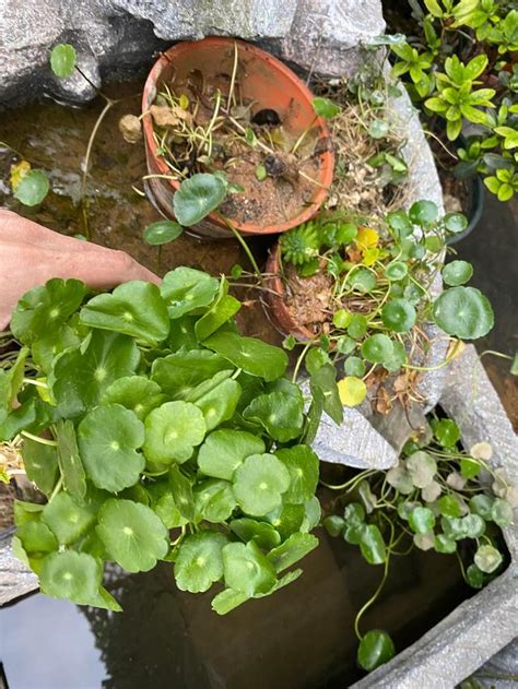 適合養魚的植物